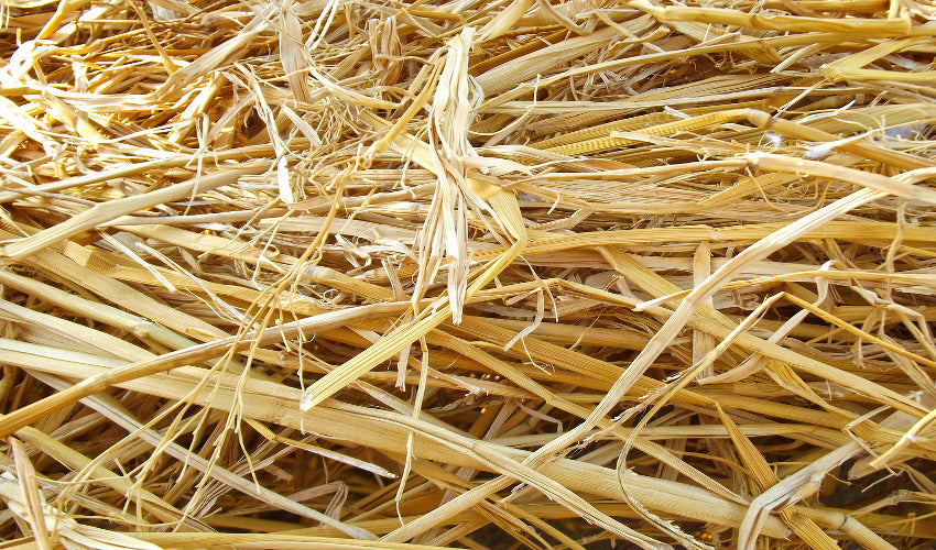 Five Factors of Hay Quality