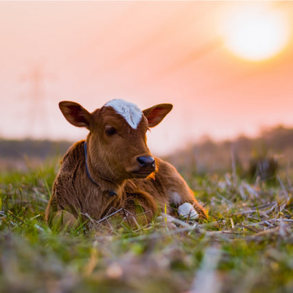 Farm & Ranch SuppliesBaby calf